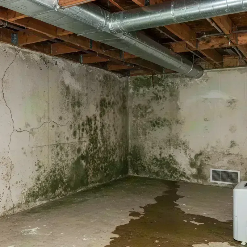 Professional Mold Removal in Pope County, IL